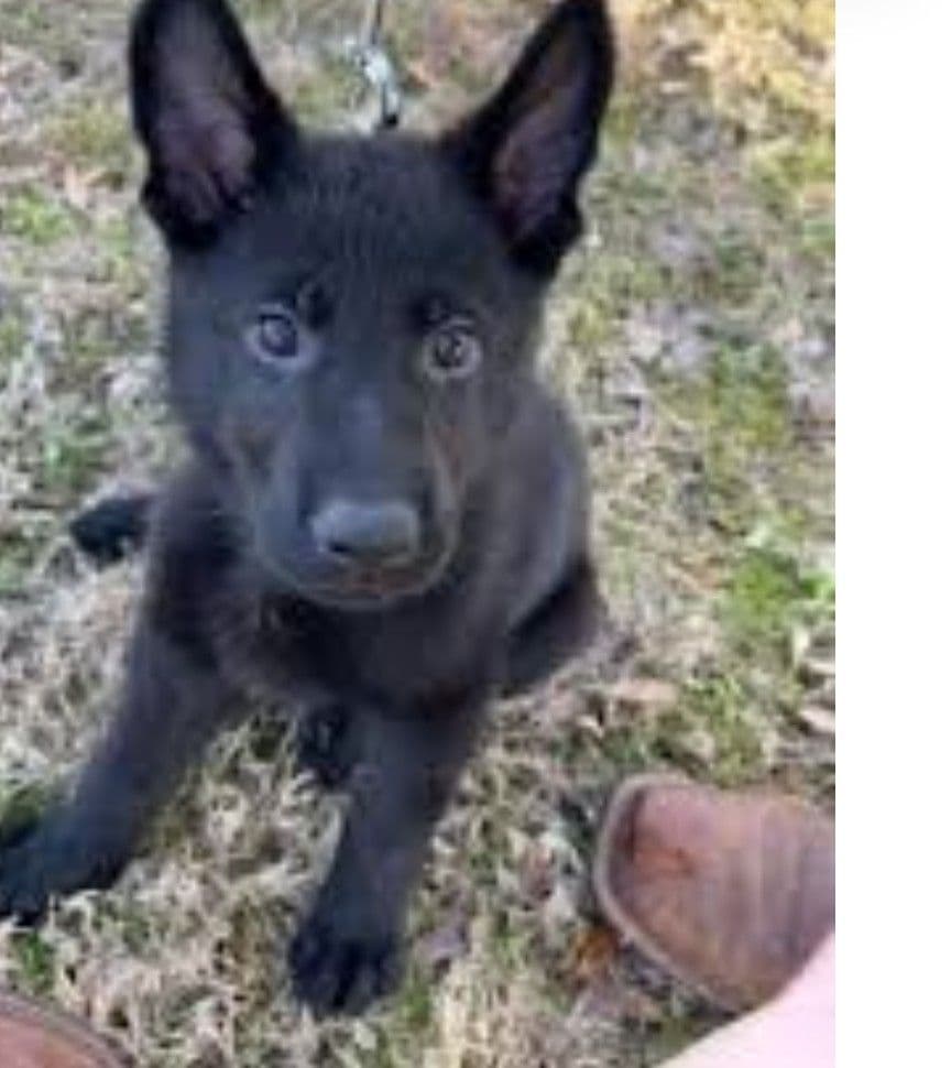 German Shepherd Dog Puppies breeder image 9