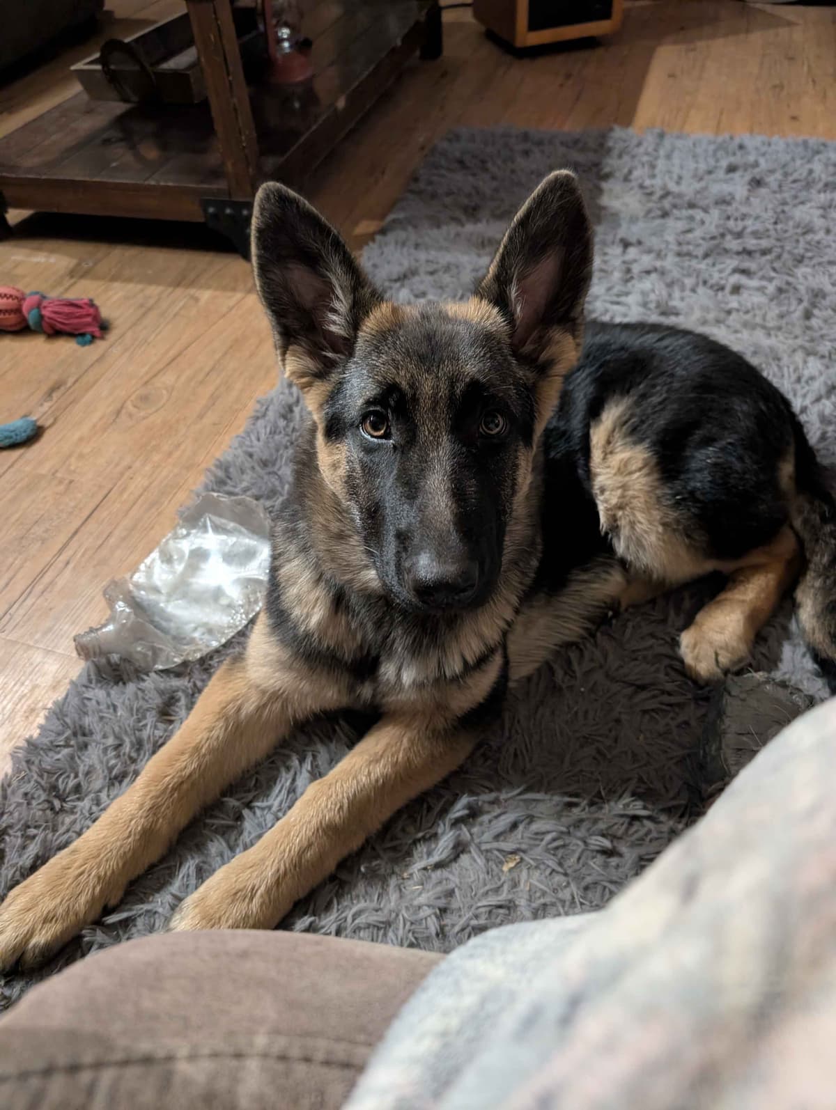 German Shepherd Dog Puppies breeder image 11
