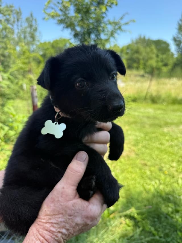 German Shepherd Dog Puppies media 3