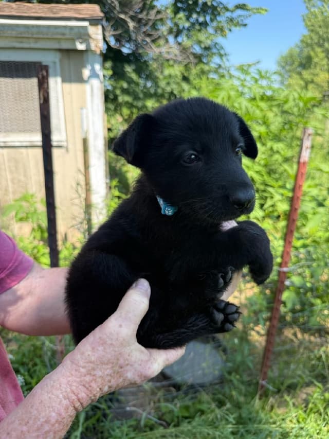 German Shepherd Dog Puppies media 4
