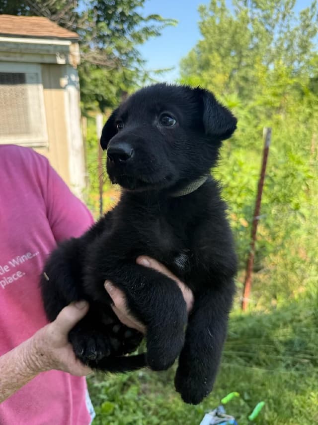 German Shepherd Dog Puppies media 5