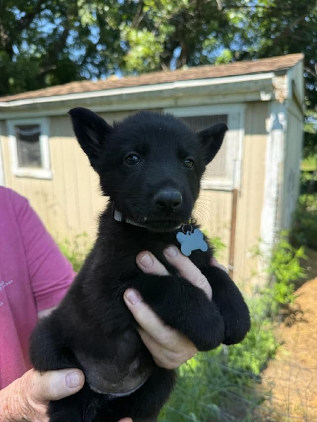 German Shepherd Dog Puppies media 6