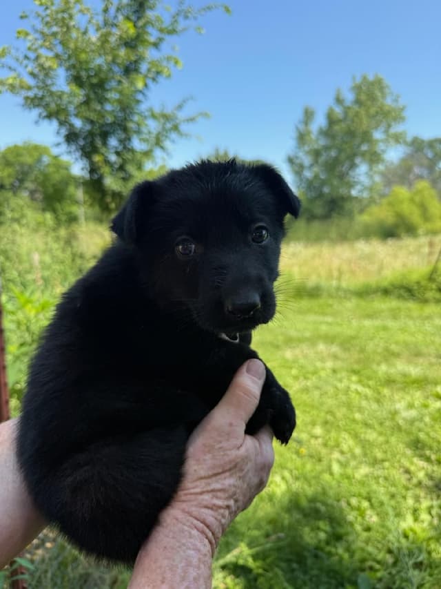 German Shepherd Dog Puppies media 7