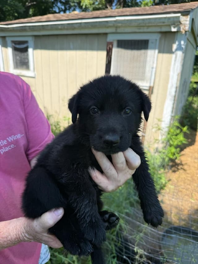 German Shepherd Dog Puppies media 8