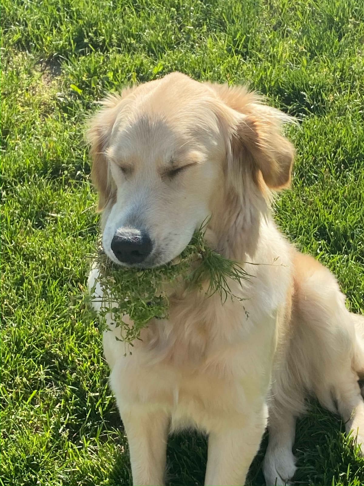 Golden Retriever Puppies breeder image 1
