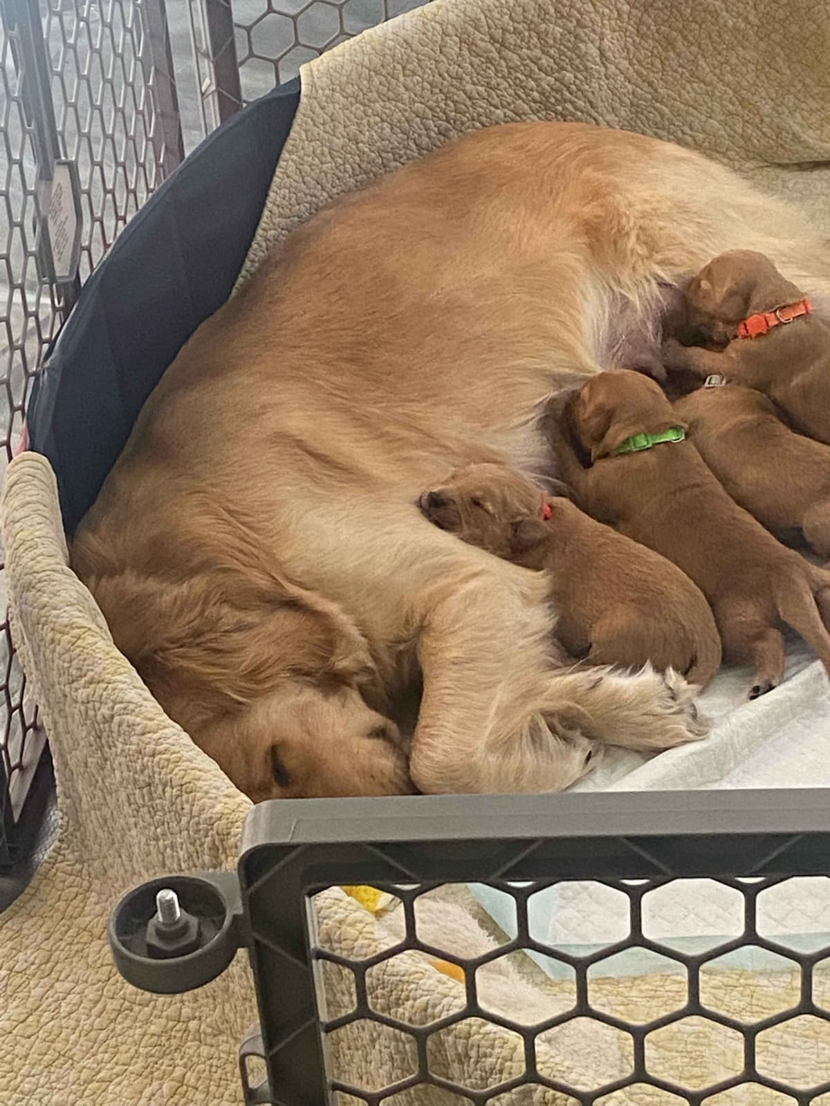 Golden Retriever Puppies breeder image 2