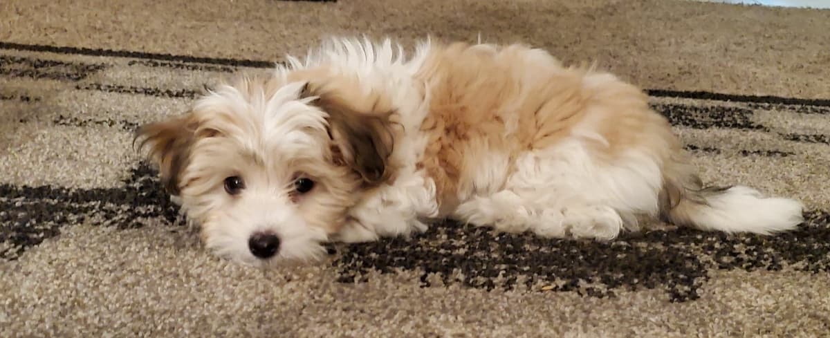 Havanese Puppies breeder image 2