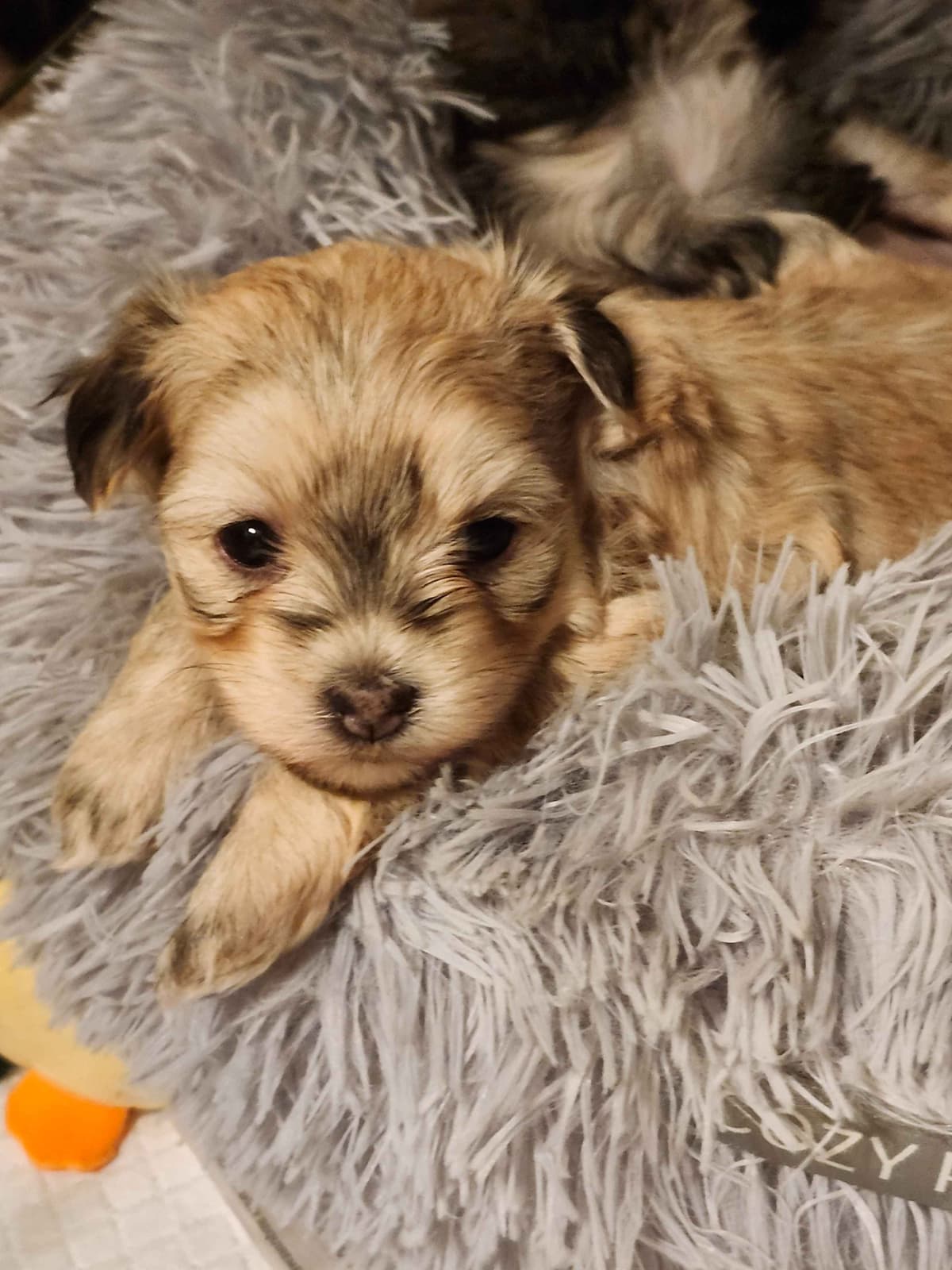 Havanese Puppies breeder image 3