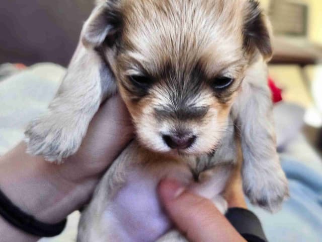 Havanese Puppies media 3