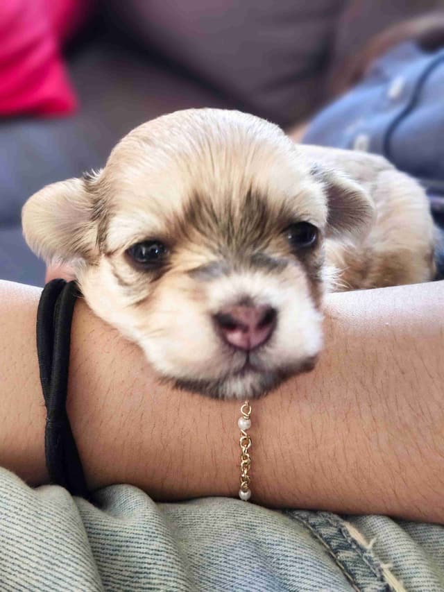 Havanese Puppies media 4