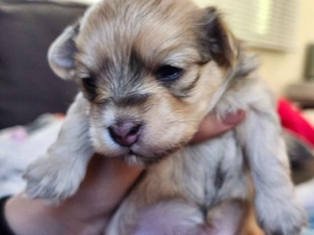Havanese Puppies media 5
