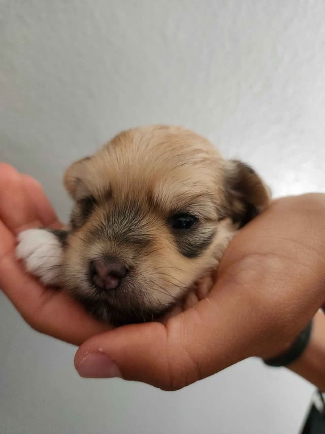 Havanese Puppies media 6