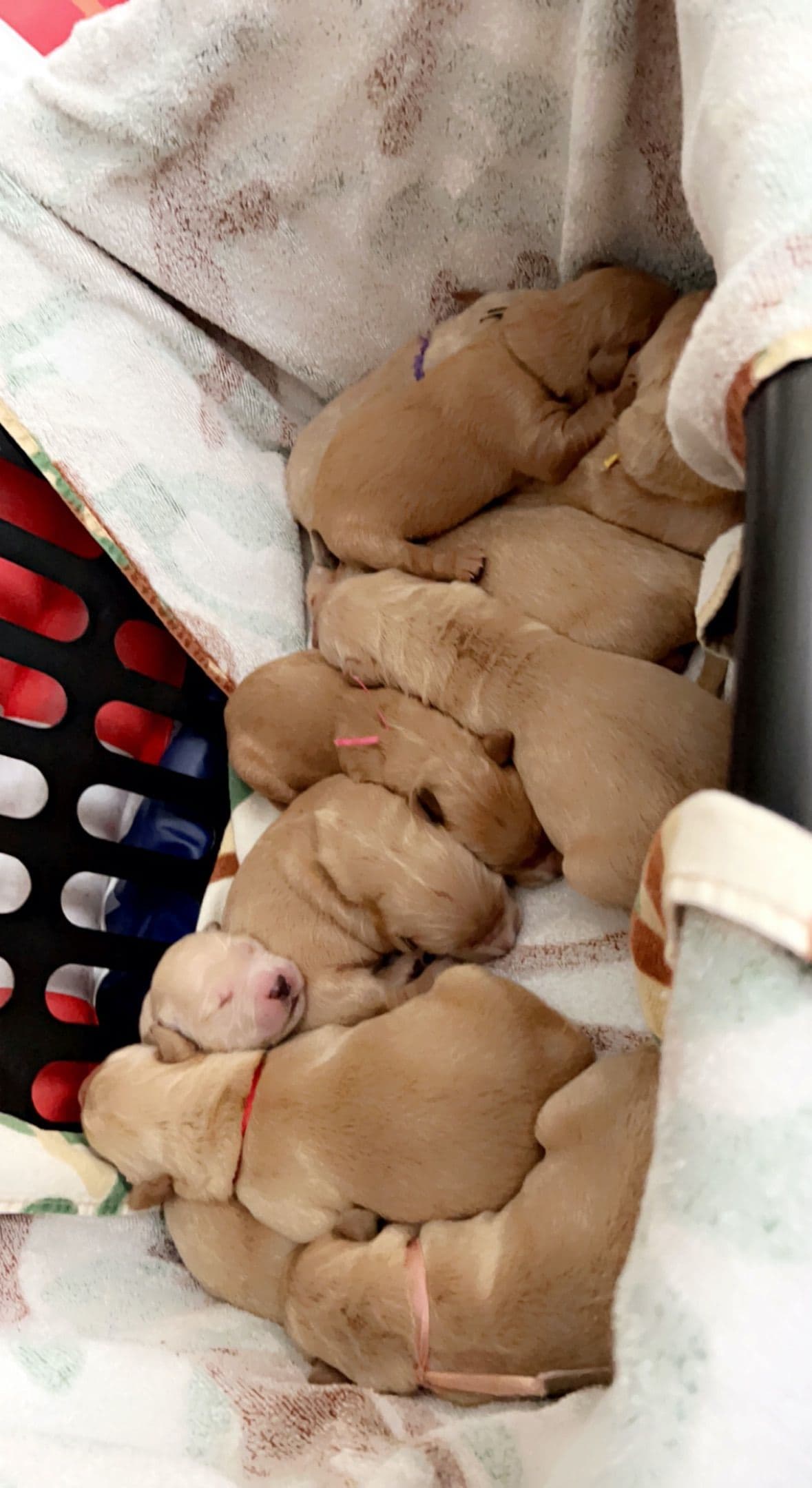White Golden Retriever Puppies breeder image 1