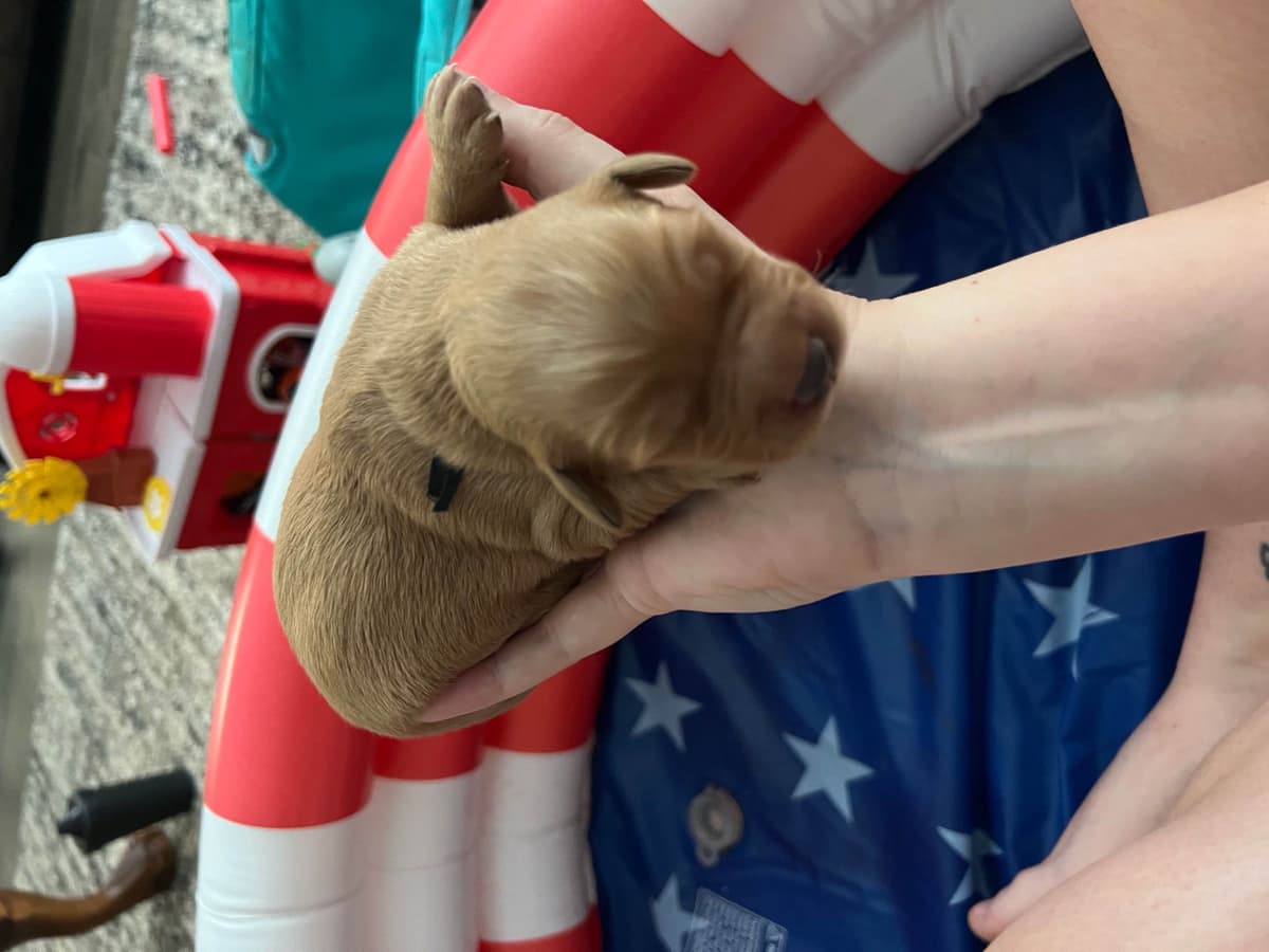 White Golden Retriever Puppies breeder image 3