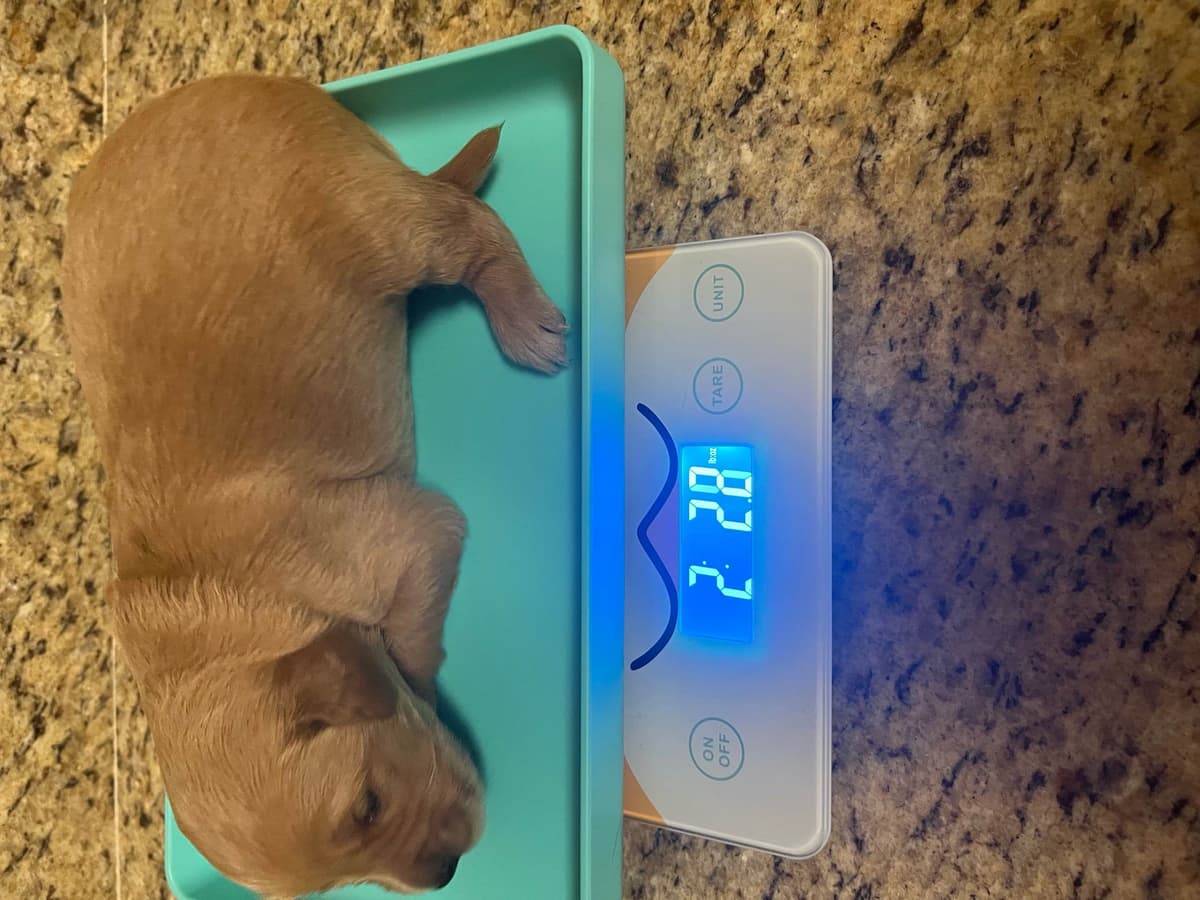 White Golden Retriever Puppies breeder image 7