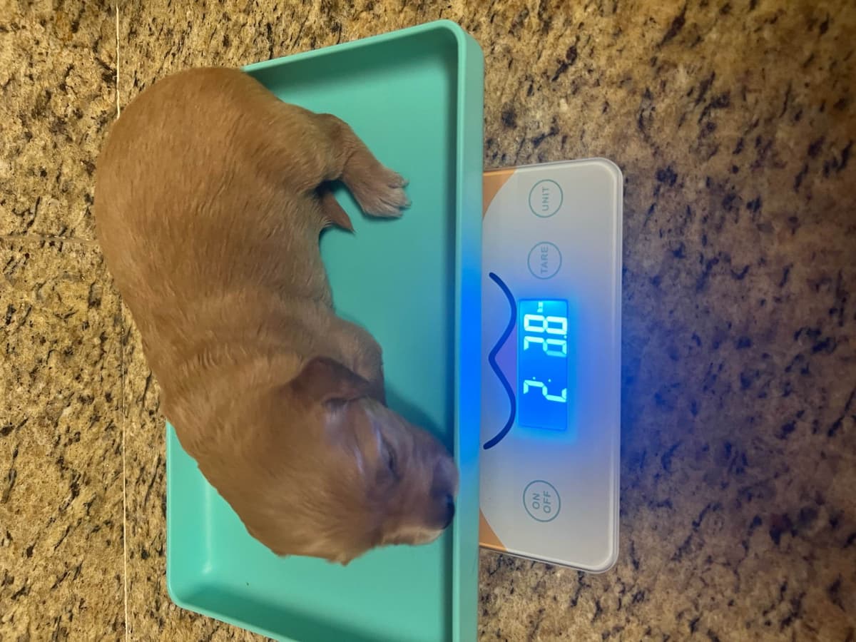 White Golden Retriever Puppies breeder image 5