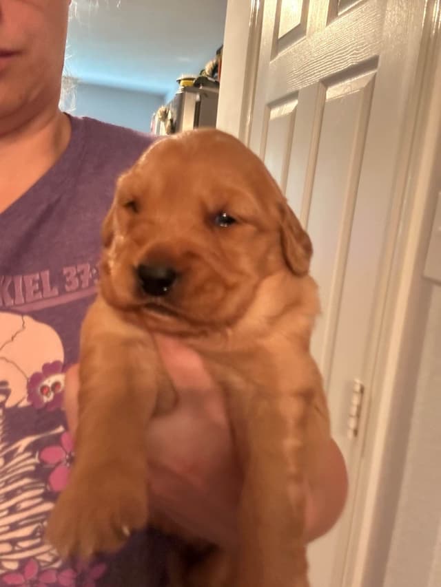 Dark Golden Retriever Puppies media 3