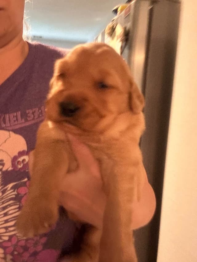 Dark Golden Retriever Puppies media 4