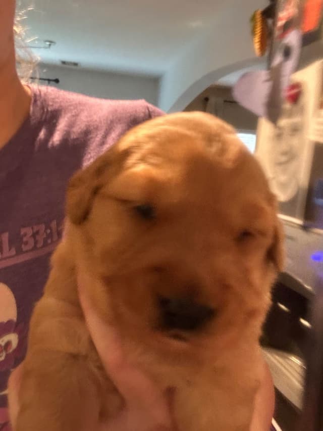 Dark Golden Retriever Puppies media 5