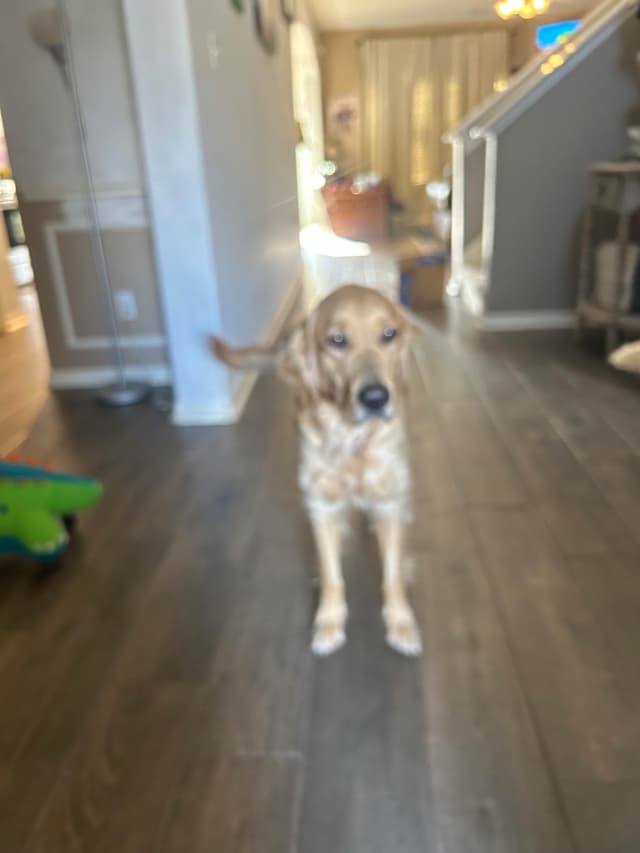 White Golden Retriever Puppies media 2