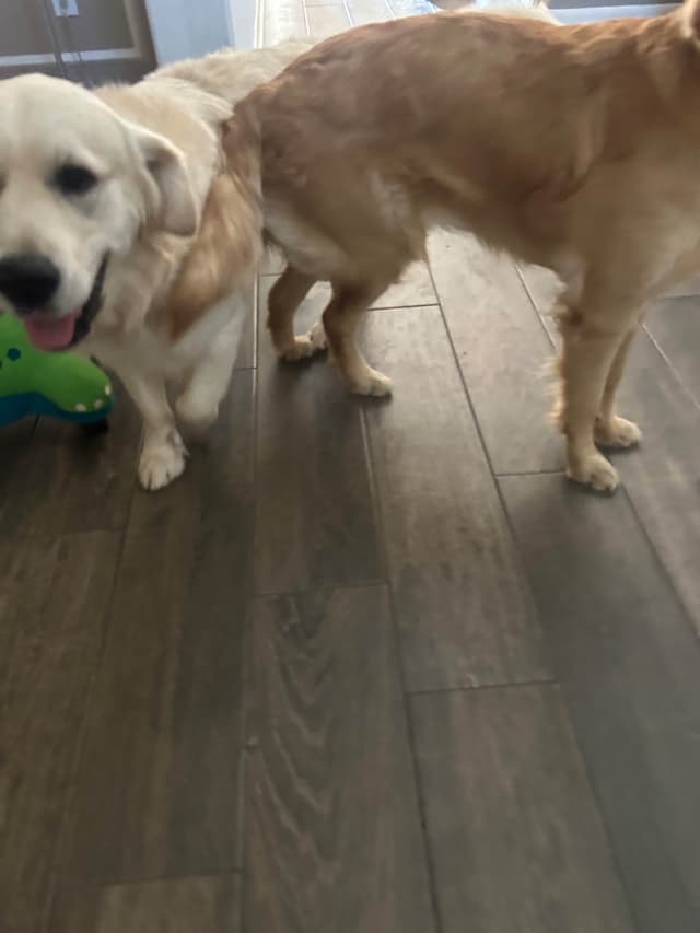 White Golden Retriever Puppies media 3