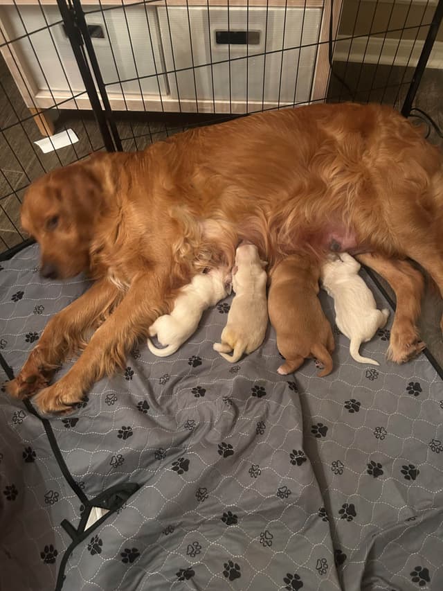 White Golden Retriever Puppies media 4
