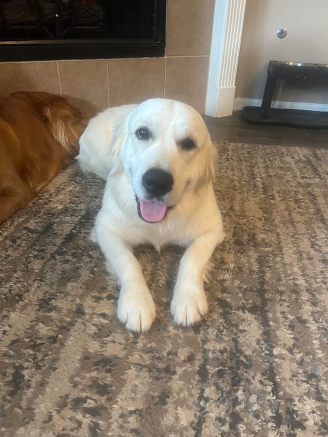 White Golden Retriever Puppies media 5