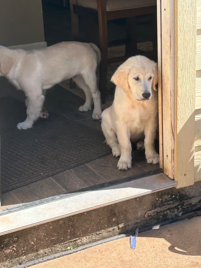 White Golden Retriever Puppies media 6