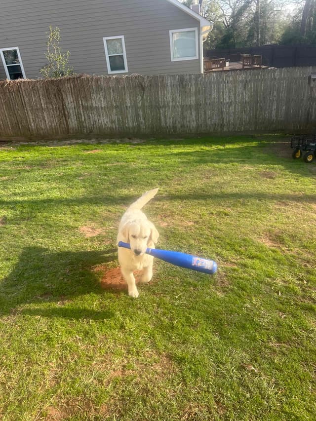 White Golden Retriever Puppies media 7