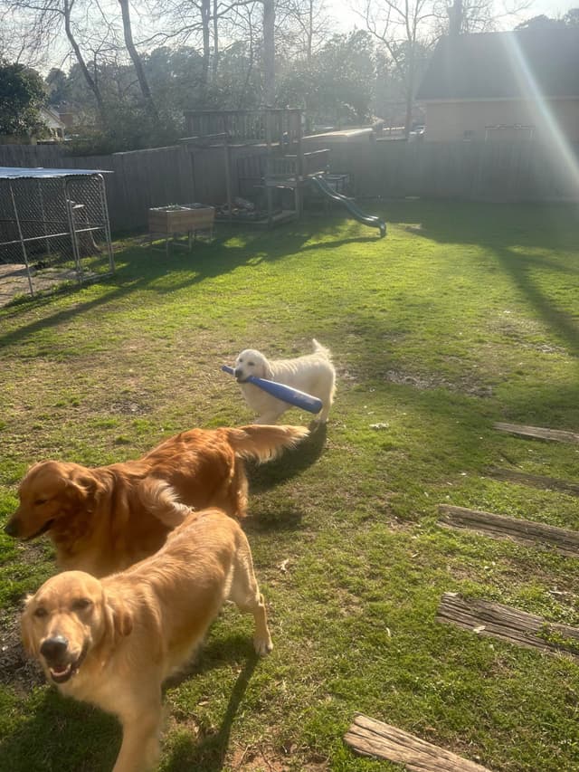 White Golden Retriever Puppies media 8