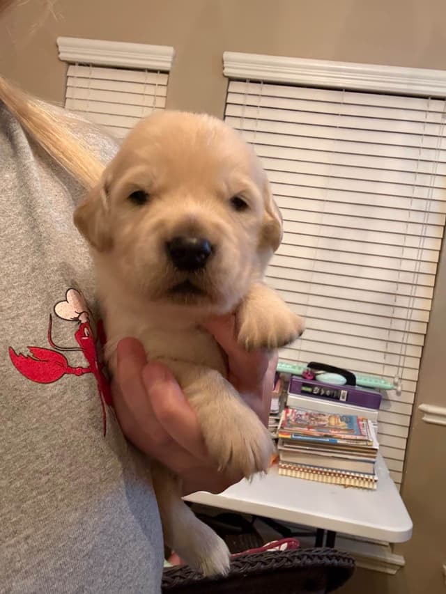 White Golden Retriever Puppies media 9