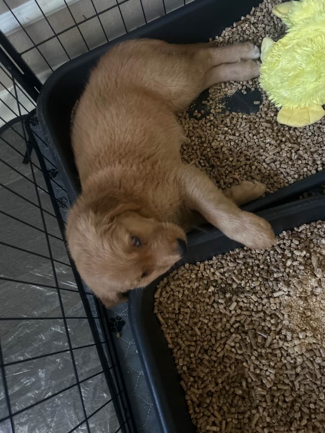 Dark Golden Retriever Puppies media 6