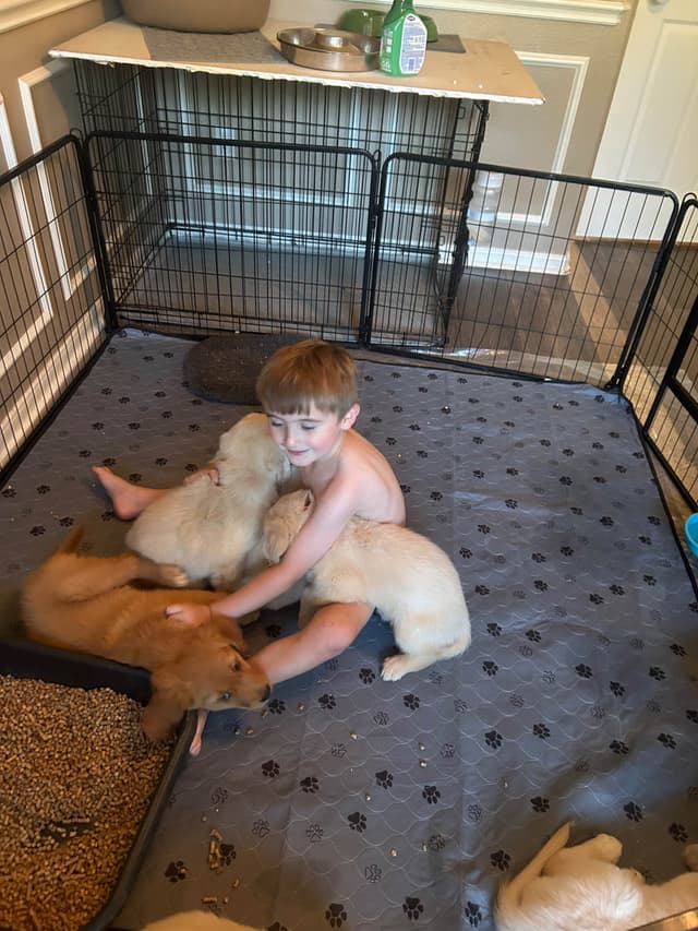 Dark Golden Retriever Puppies media 8