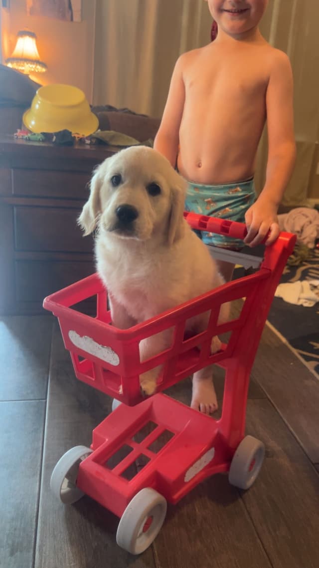 White Golden Retriever Puppies media 10
