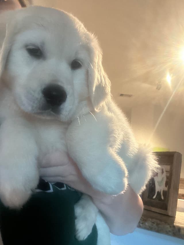 White Golden Retriever Puppies media 11