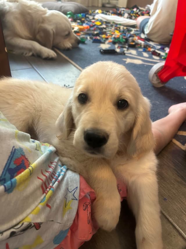 White Golden Retriever Puppies media 12