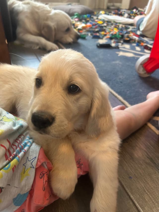 White Golden Retriever Puppies media 13