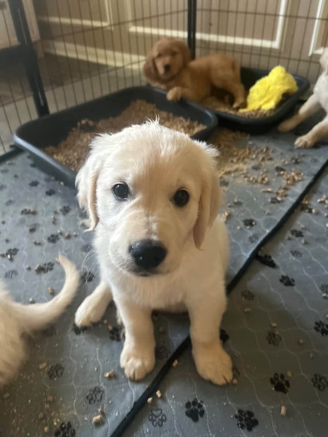 White Golden Retriever Puppies media 14