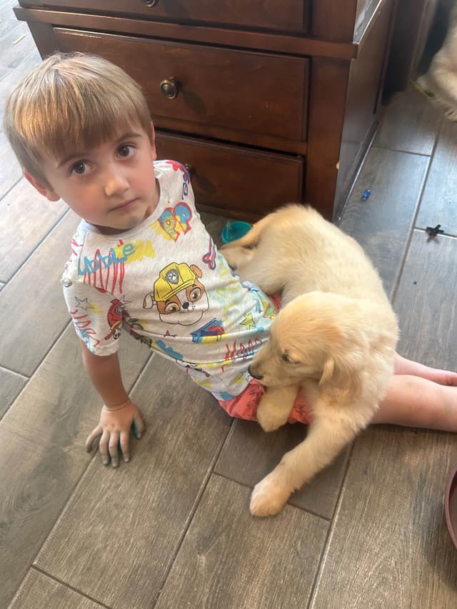 White Golden Retriever Puppies media 15