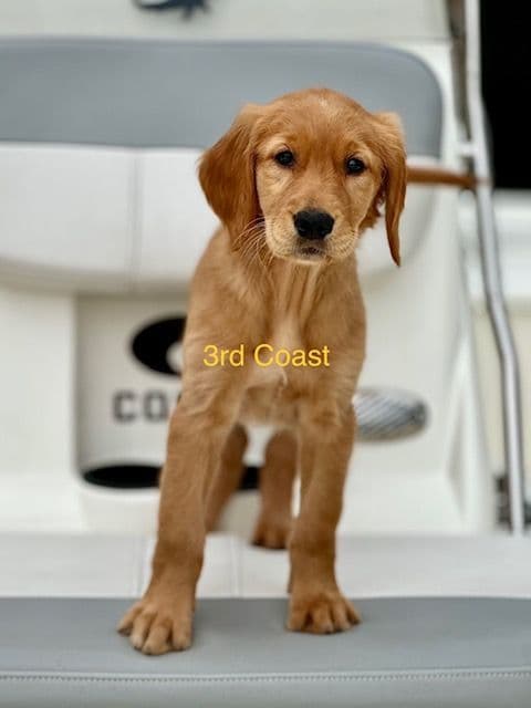 Golden Retriever Puppies breeder image 1