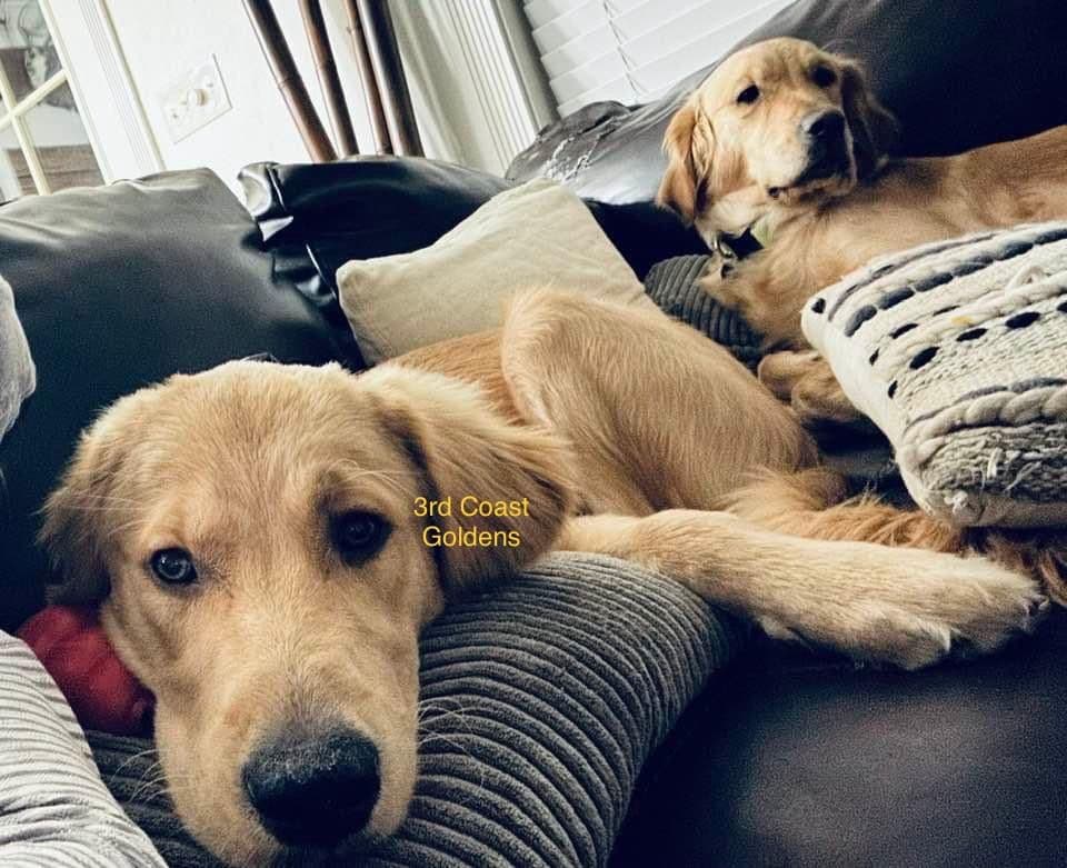 Golden Retriever Puppies breeder image 5