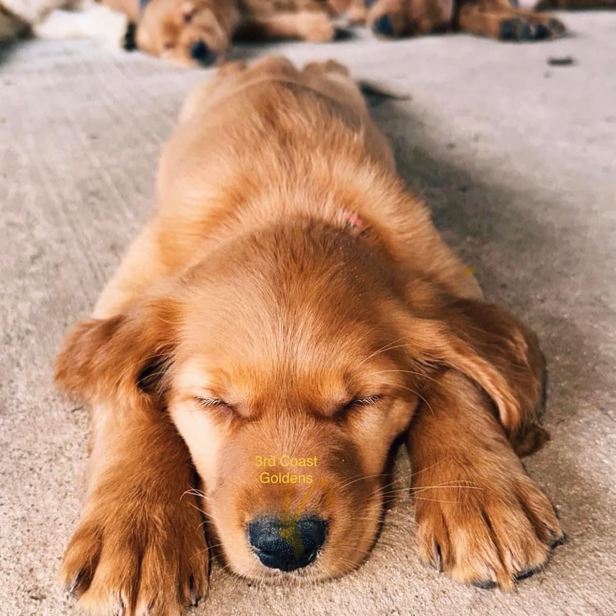 Golden Retriever Puppies breeder image 7