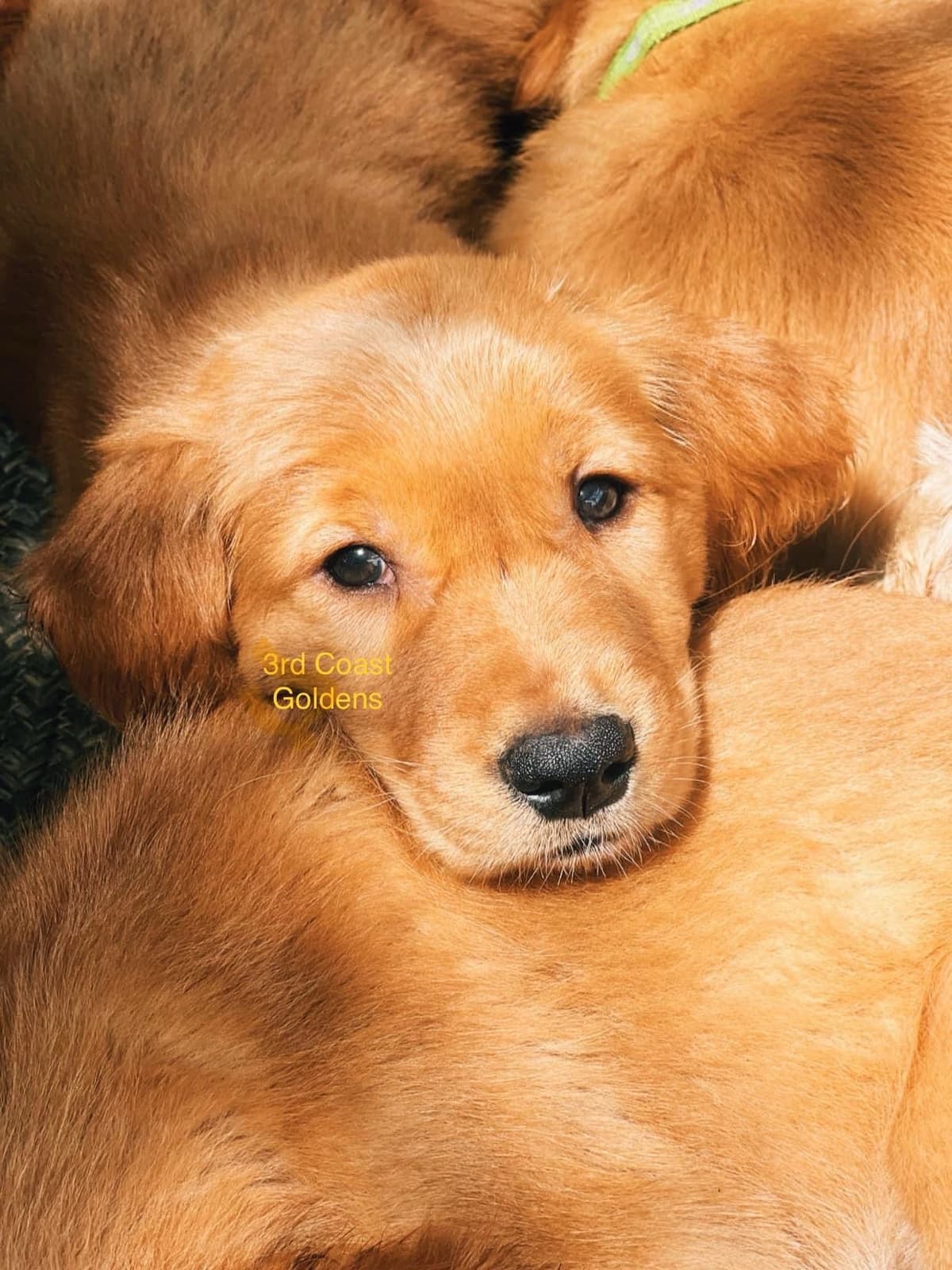 Golden Retriever Puppies breeder image 6
