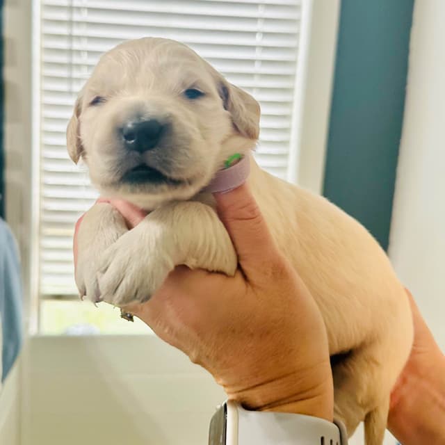 Golden Retriever Puppies media 2