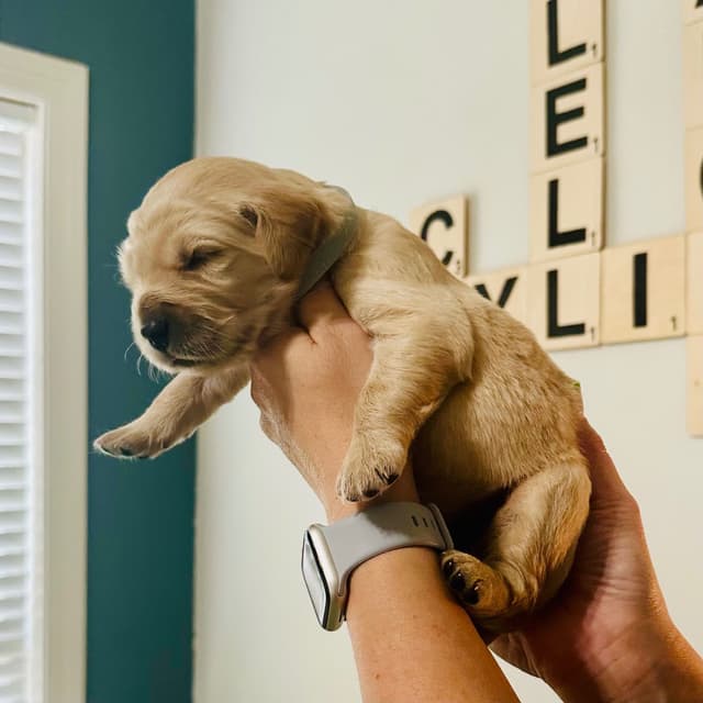 Golden Retriever Puppies media 3