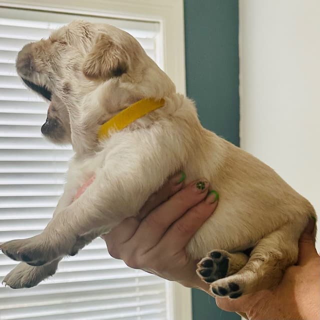 Golden Retriever Puppies media 4