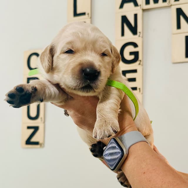 Golden Retriever Puppies media 5