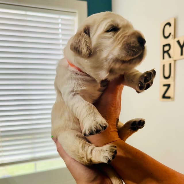Golden Retriever Puppies media 6