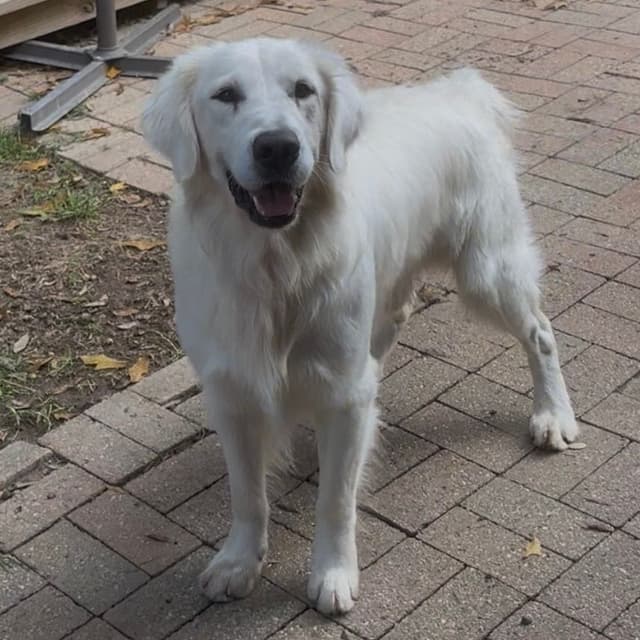Golden Retriever Puppies media 7