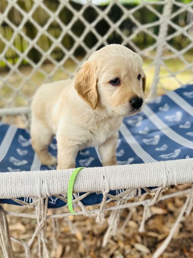 Golden Retriever Puppies media 9